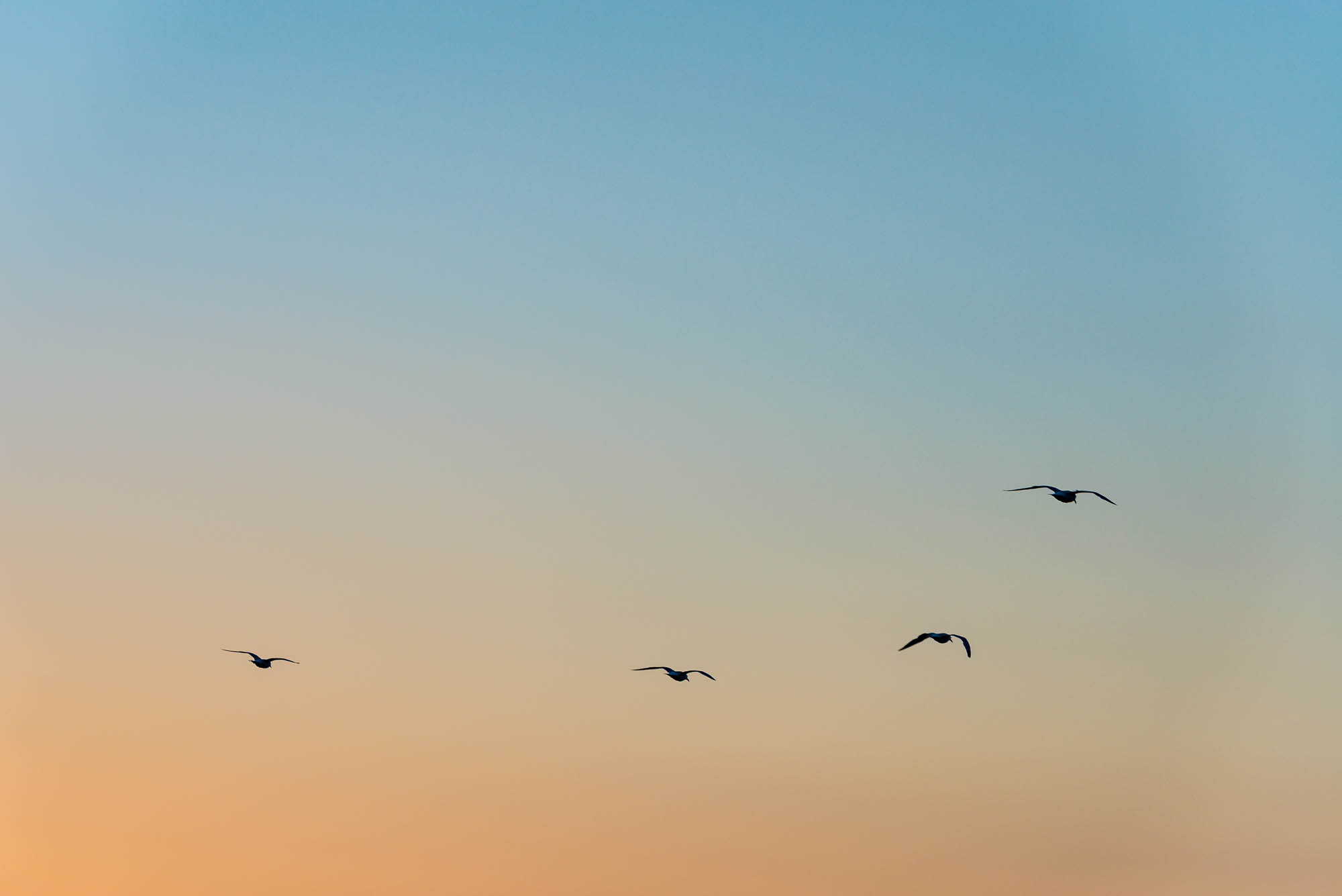 Birds in the sunset over the Atlantic off Ireland's coast