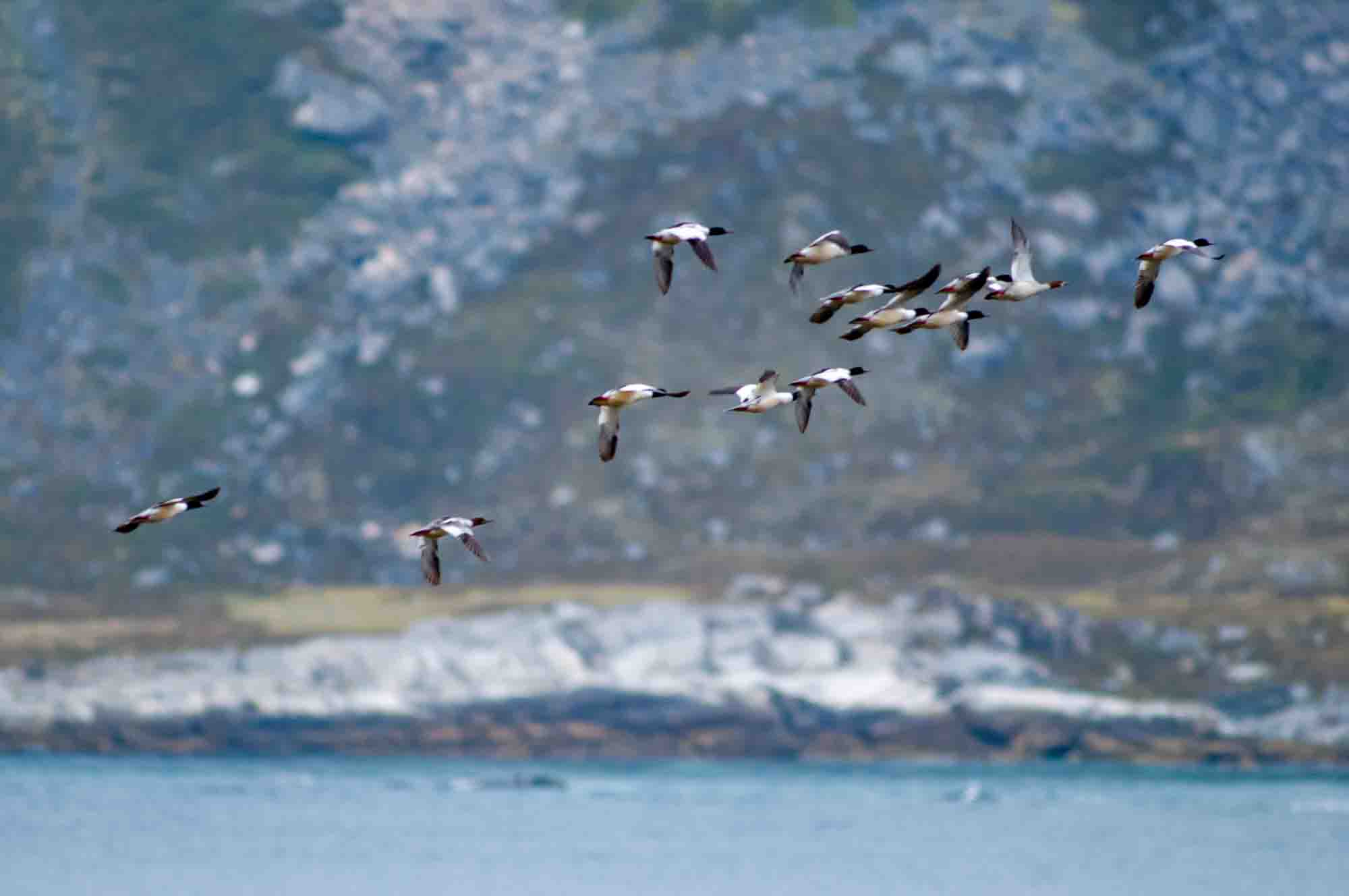 Gänsesäger (Mergus merganser) auf den Lofoten