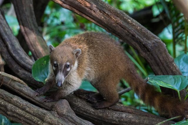 Coati in the jungle near Villahermosa