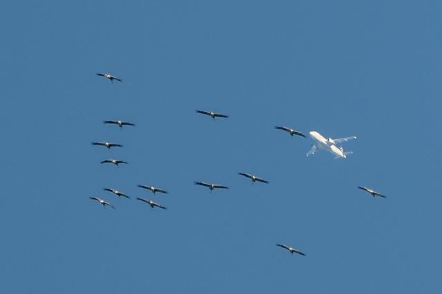 Cranes with plane