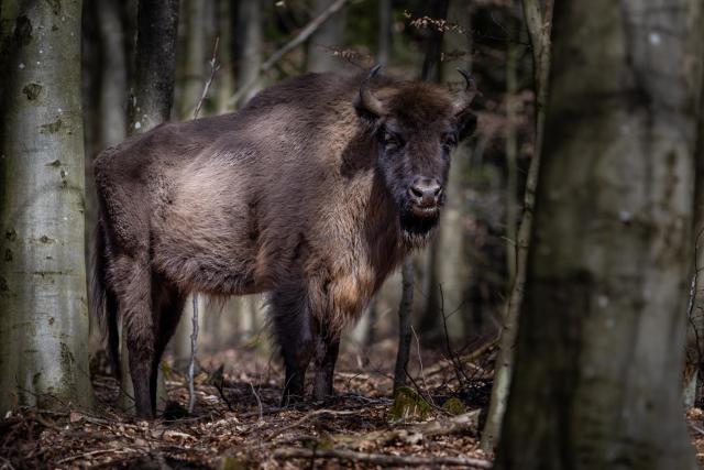 Wisent auf Bornholm