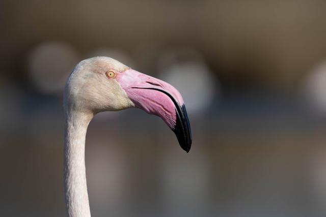 Portrait of a greater flamingo