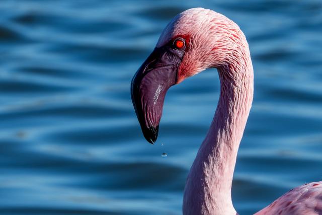 Lesser flamingos in the Camargue