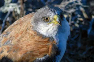 Rotrückenbussard in einer Felswand