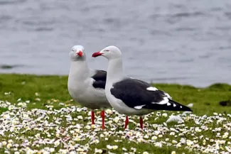 Dolphin Gulls on Pebble-Island