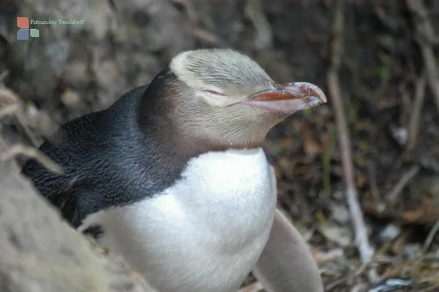 Yellow-eyed penguins in Omaru, New Zealand