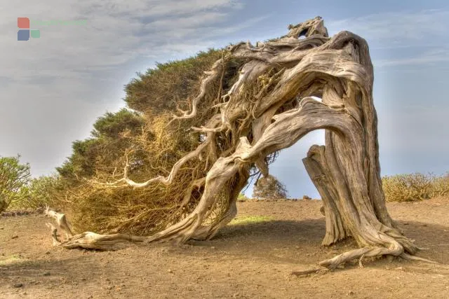 NFT 074: Wind-bent juniper on El Hierro