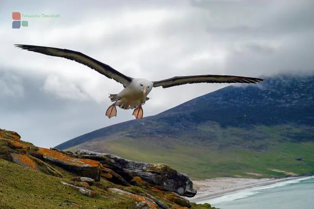 NFT 076: Black-browed Albatross over Saunders, one of the Falkland Islandsseln