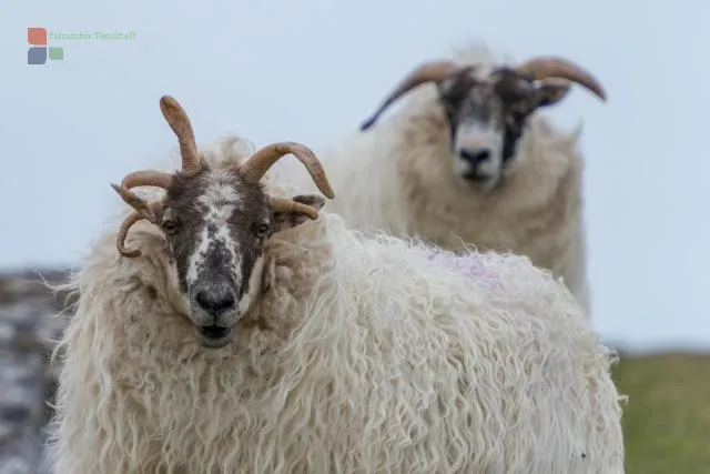 NFT 080: Lewis and Harris, the largest islands of Scotland's Outer Hebrides