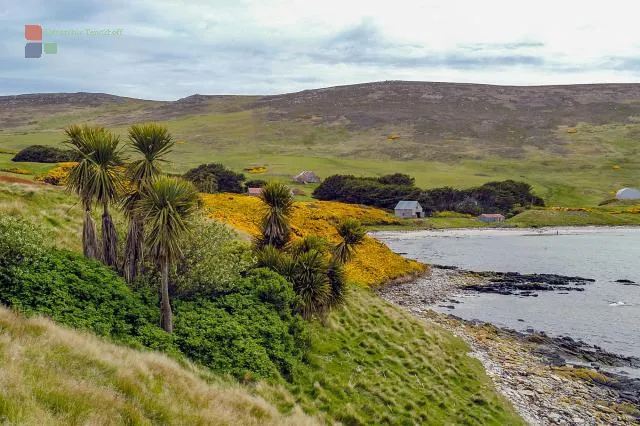 NFT 094: Gorse on Carcass, one of the Falkland Islands