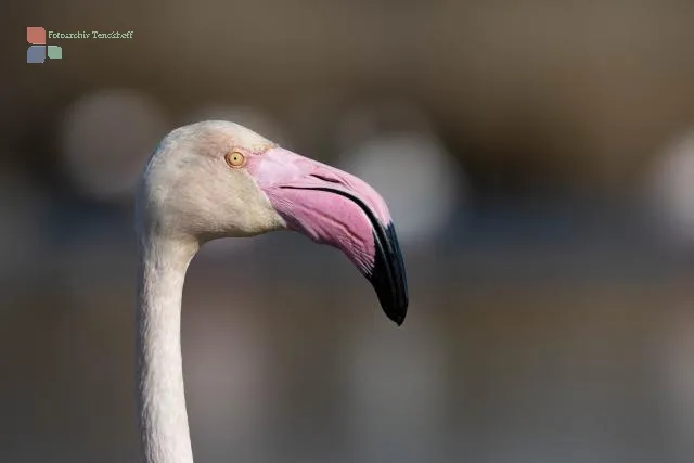 Portrait of a greater flamingo