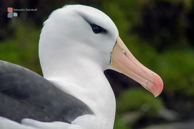 Schwarzbrauenalbatros auf Saunders, einer entlegenen Falklandinsel