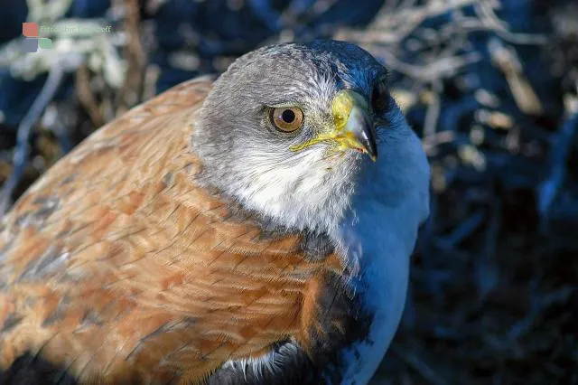 Rotrückenbussard in einer Felswand