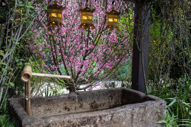 Sakura Kirschblüte in den Gardens by the Bay