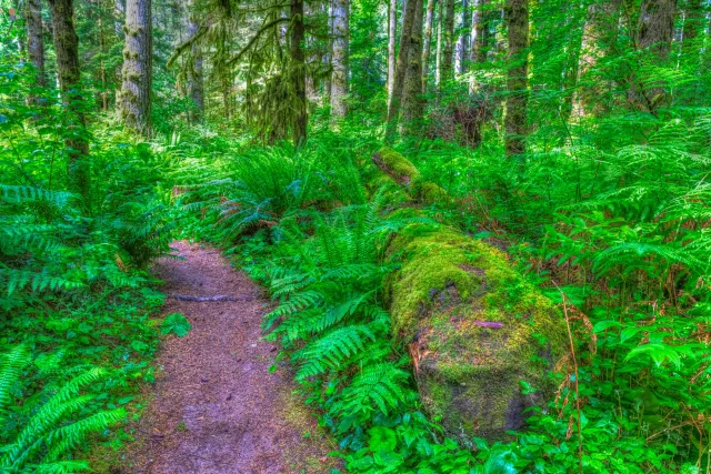 Die Zauberwälder der Ostküste von Vancouver Island bei Campbell River