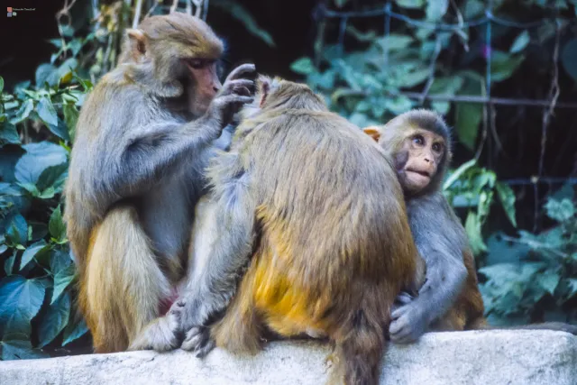 Affen auf dem Tempelberg