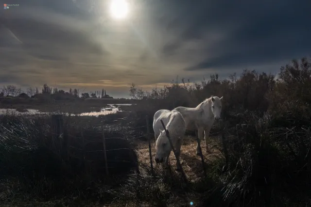 Die Wildpferde der Camargue