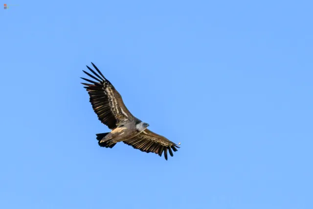 Gänsegeier über der Klosterburg von Alcañiz