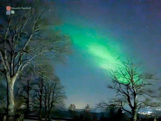 Wenn Bäume Antennen werden.