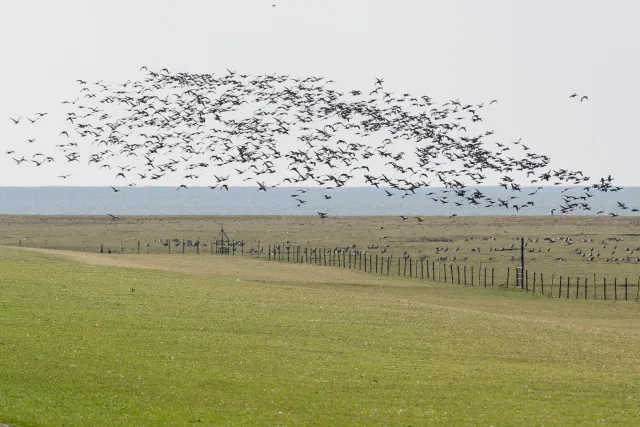 Goose spectacle on the island of Neuwerk