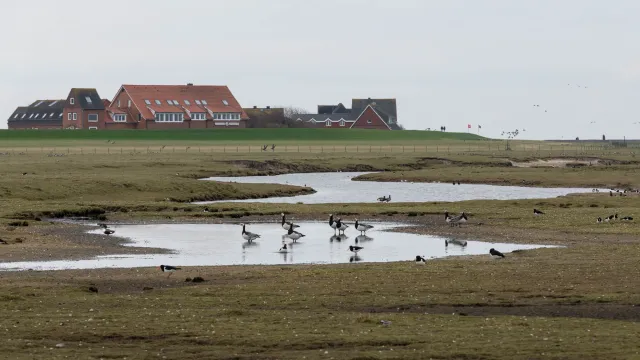 Salt marshes and barnacle geese on Neuwerk