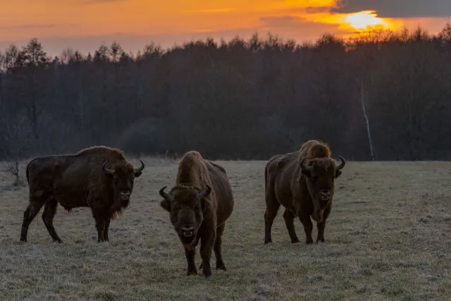 Białowieża: The last free bisons