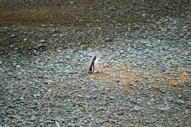 Yellow-eyed penguin on stone beach