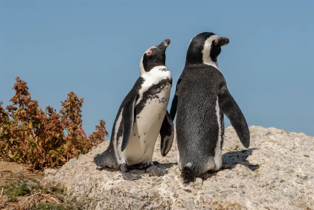 African penguins at "Boulders Beach" in South Africa