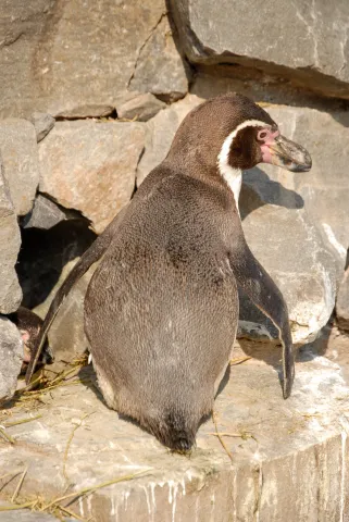 Humboldt penguin (With the kind permission of the Cologne Zoo)