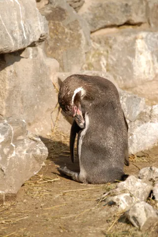 Humboldt penguin (With the kind permission of the Cologne Zoo)