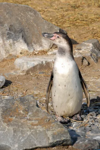 Humboldt penguin: young animal