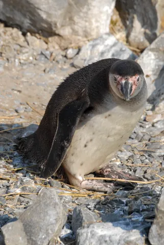 Humboldt penguin: young animal (With the kind permission of the Cologne Zoo)