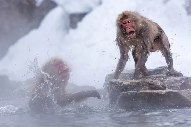 Combative snow monkeys in Yudanaka