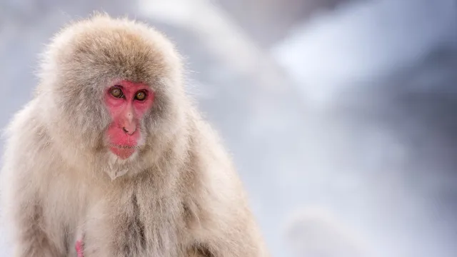 Portrait of a Japanese macaque