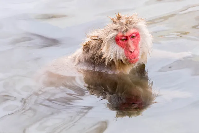 Japanischer Makake im heißen Pool, Yudanaka