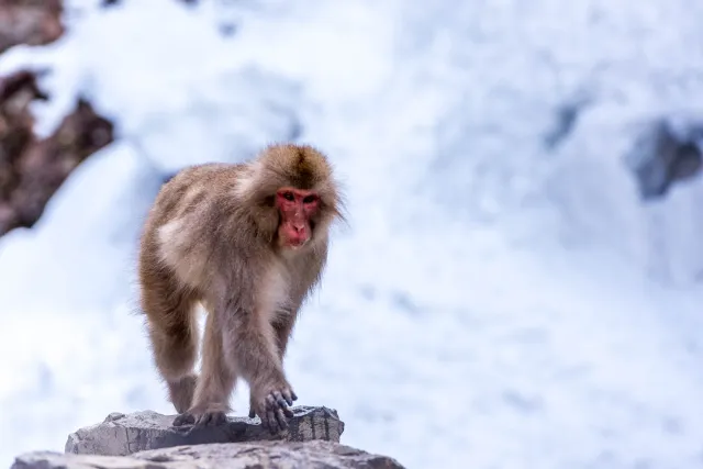 Macaque in the snow, Yudanaka