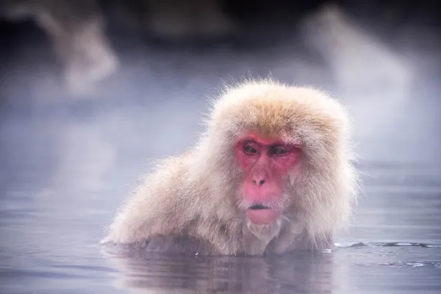 Macaque in the hot pool, Yudanaka