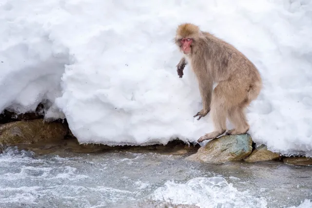 Macaque in the snow, Yudanaka