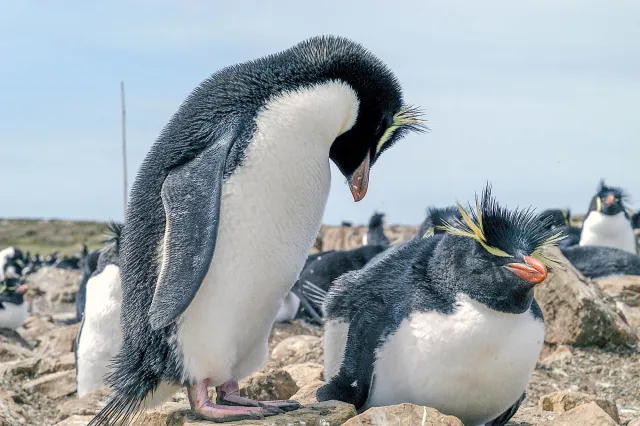 Die Felsenpinguinkolonie auf Pebble Island, eine der Falklandinseln