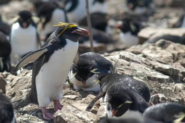 Goldschopfpinguine auf Pebble Island