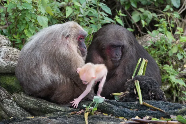 Macaque family with cub