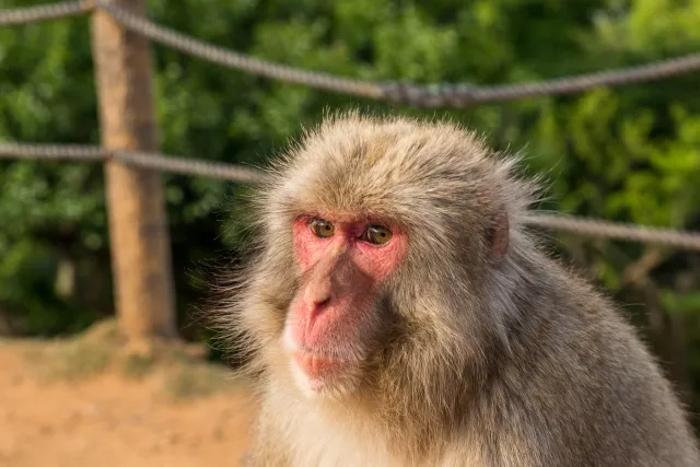 Japanese macaque in Arashiyama