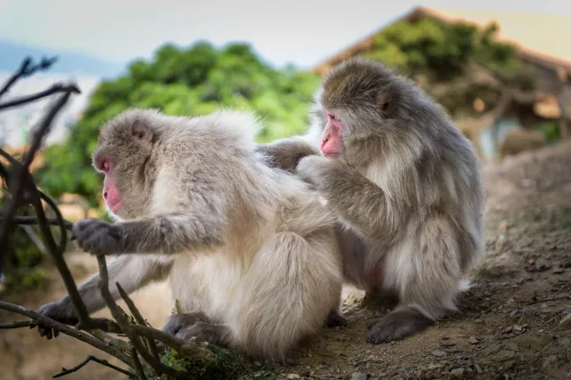 Japanese macaque in Arashiyama