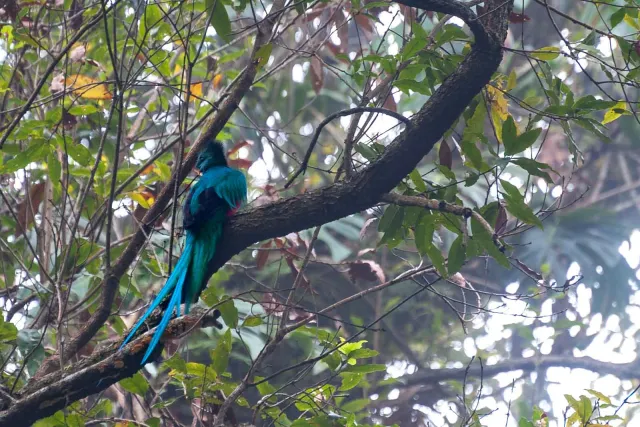 Quetzal im Urwald bei Boquete