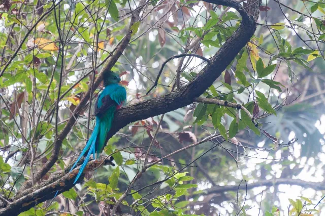 Quetzal im Urwald bei Boquete