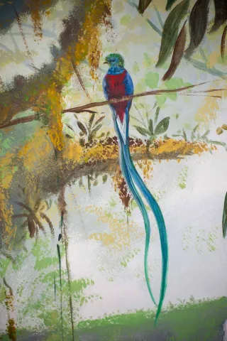 Zeichnung von einem Quetzal
