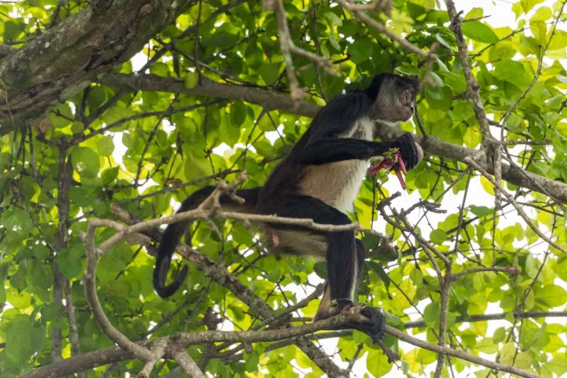 Geoffroy spider monkey on the island of Mono Arana in Lake Catemaco