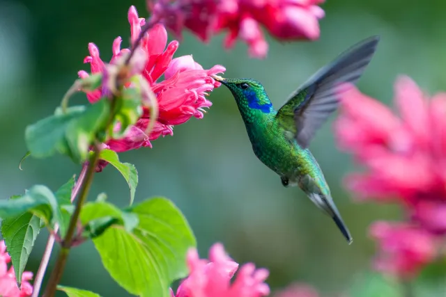 Violet ear hummingbirds in Boquete, Panama