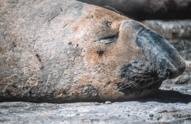 Elephant seals on the Valdes peninsula, Argentina