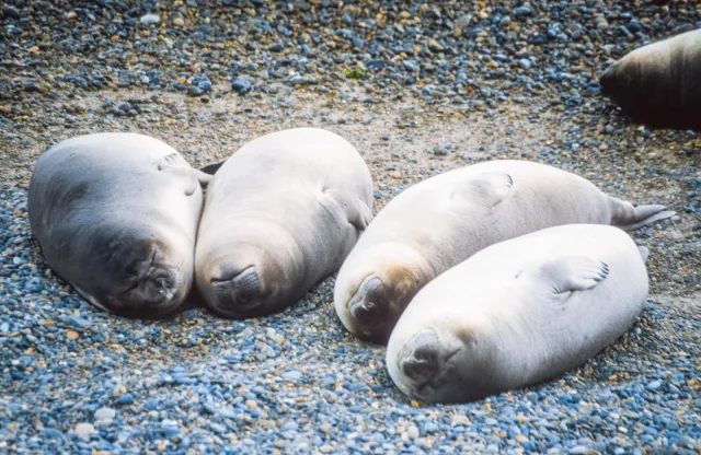 Elephant seals on Valdes